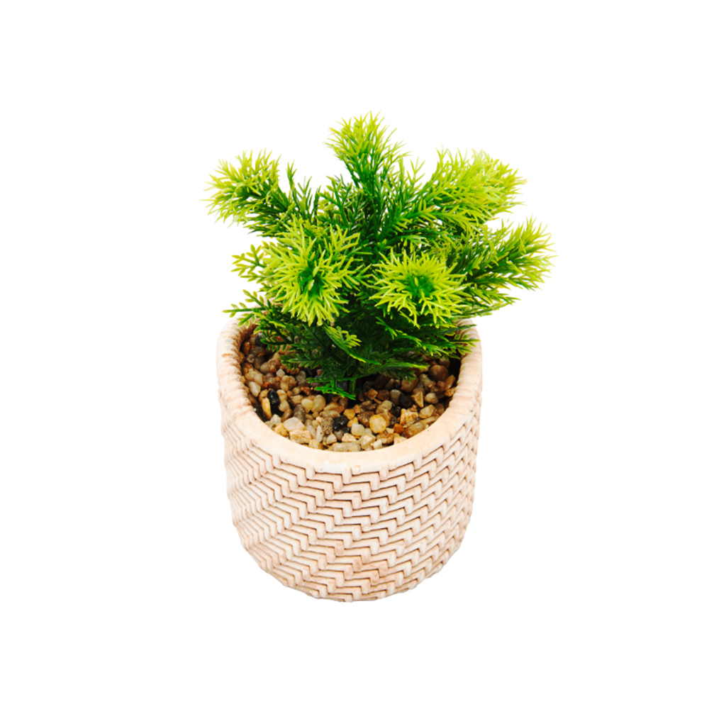 Cachepot Com Suculenta Wolff Palha 10 X 10 X 19 Cm