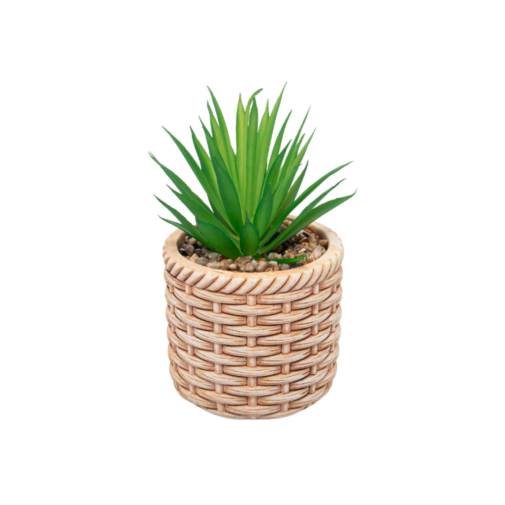 Cachepot Com Suculenta Wolff Rattan 10 X 10 X 17 Cm Cachepot Com Suculenta Wolff Rattan 10 X 10 X 17 Cm