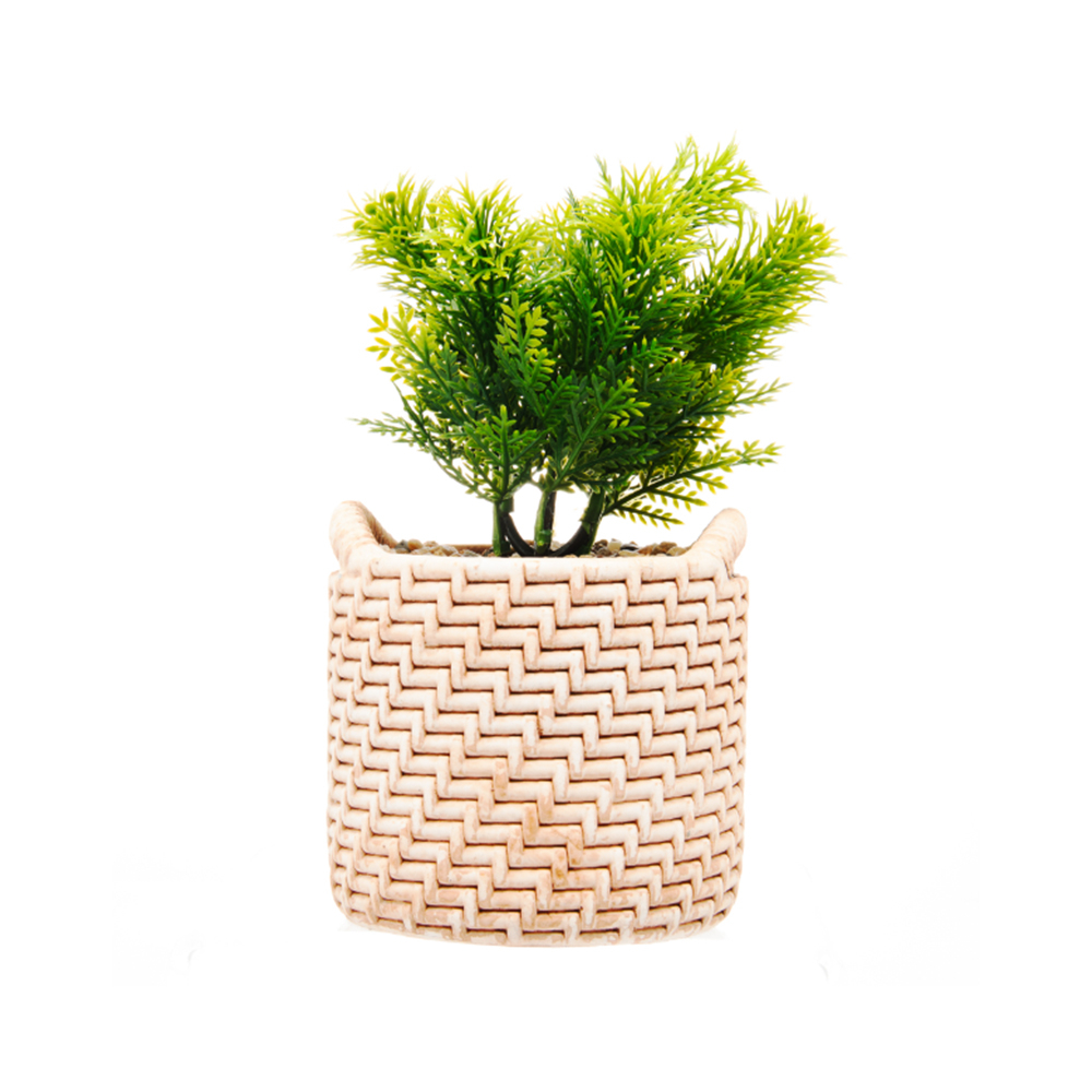 Cachepot Com Suculenta Wolff Palha 10 X 10 X 19 Cm Cachepot Com Suculenta Wolff Palha 10 X 10 X 19 Cm