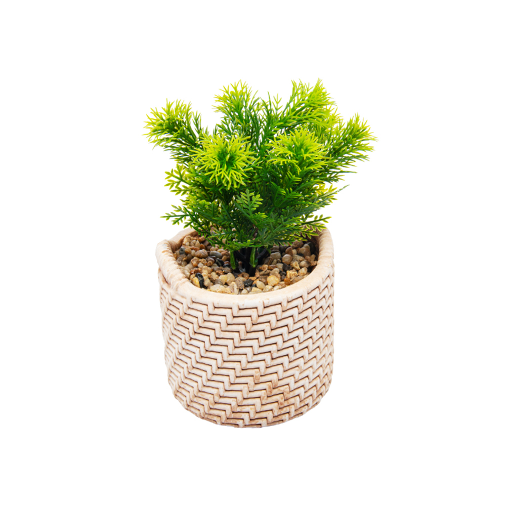 Cachepot Com Suculenta Wolff Palha 10 X 10 X 19 Cm Cachepot Com Suculenta Wolff Palha 10 X 10 X 19 Cm