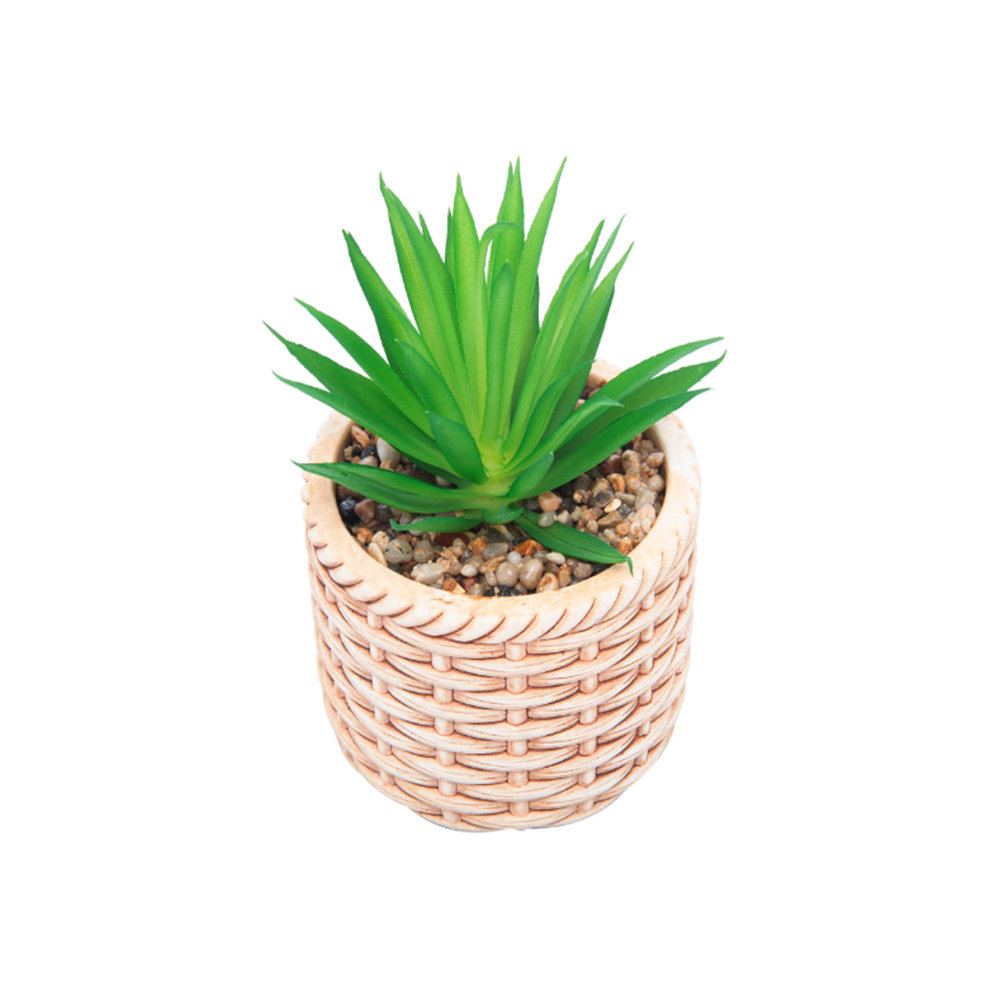 Cachepot Com Suculenta Wolff Rattan 10 X 10 X 17 Cm Cachepot Com Suculenta Wolff Rattan 10 X 10 X 17 Cm