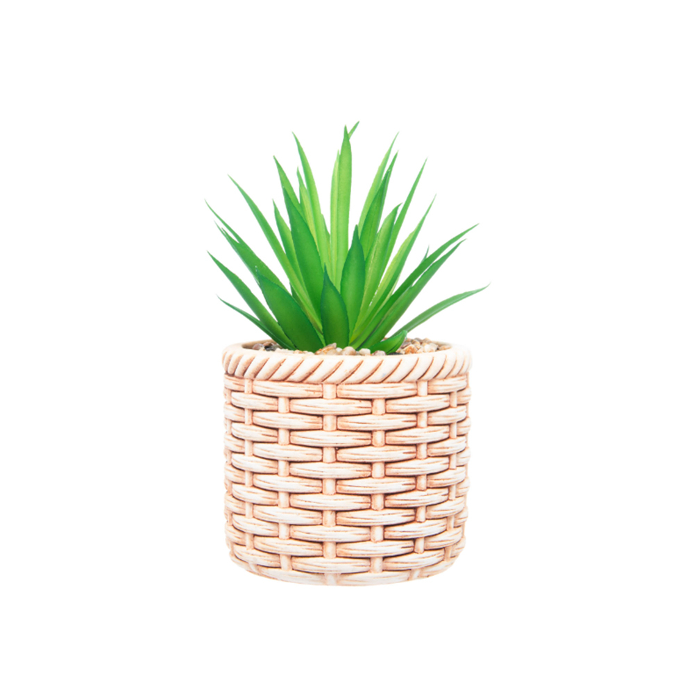 Cachepot Com Suculenta Wolff Rattan 10 X 10 X 17 Cm Cachepot Com Suculenta Wolff Rattan 10 X 10 X 17 Cm