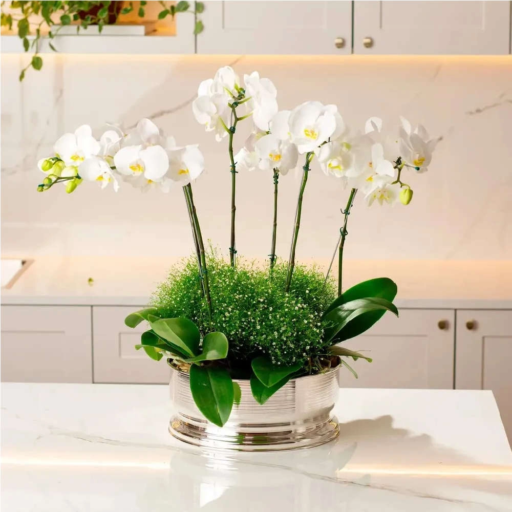 Mini Cachepo St James Spin Mini Cachepo St James Spin